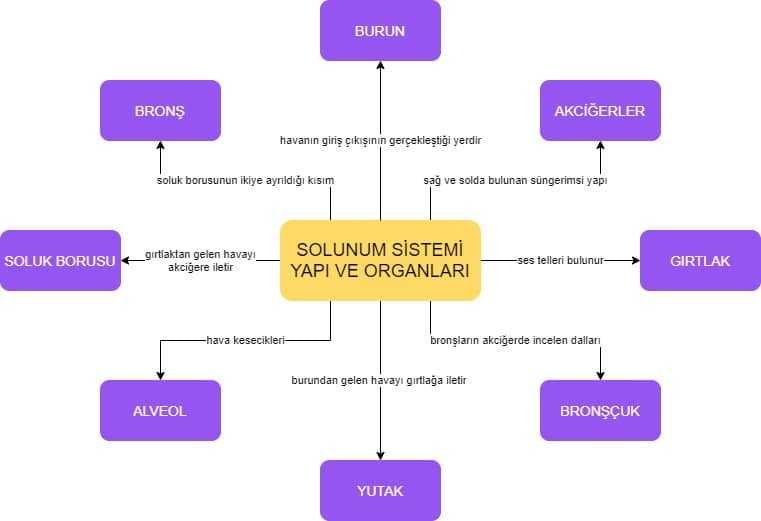 solunum sistemi kavram haritası