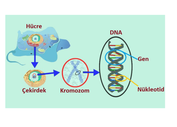 DNA-gen-nukleotid-kromozom