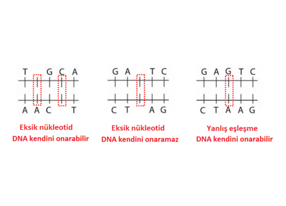 DNA-onarimi